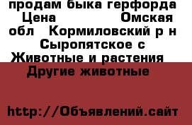 продам быка герфорда › Цена ­ 115 000 - Омская обл., Кормиловский р-н, Сыропятское с. Животные и растения » Другие животные   